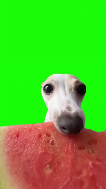 dog eating watermelon green screen