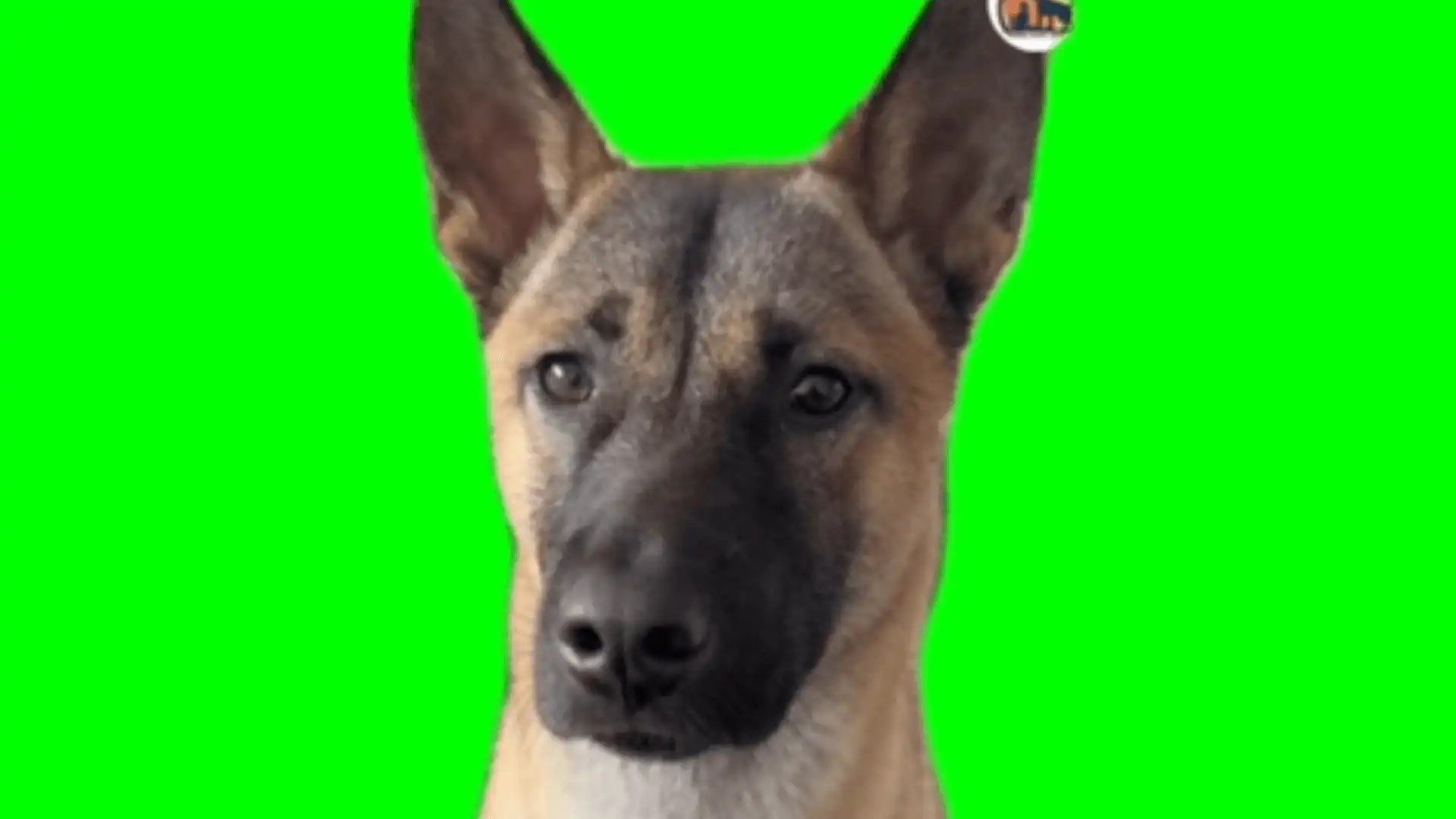 Dog Echo sounds green screen template