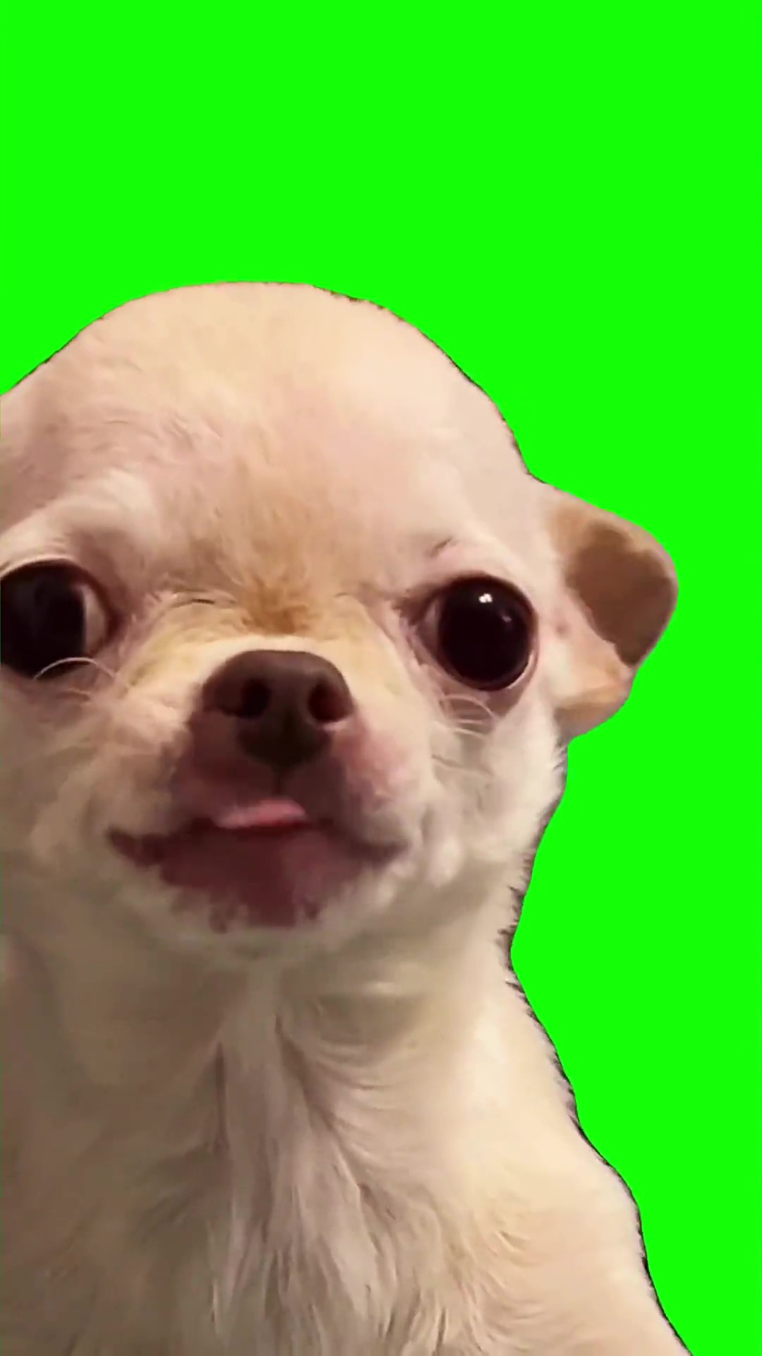 Dog evil smile Green Screen Meme