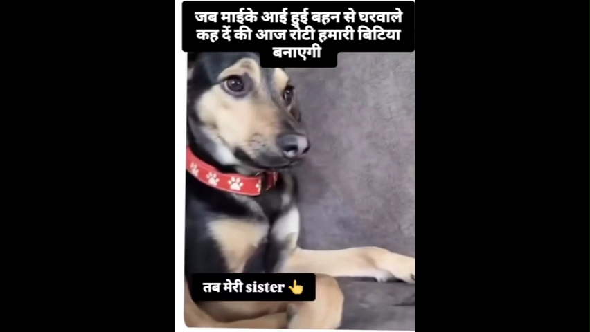 Dog Funny Memes