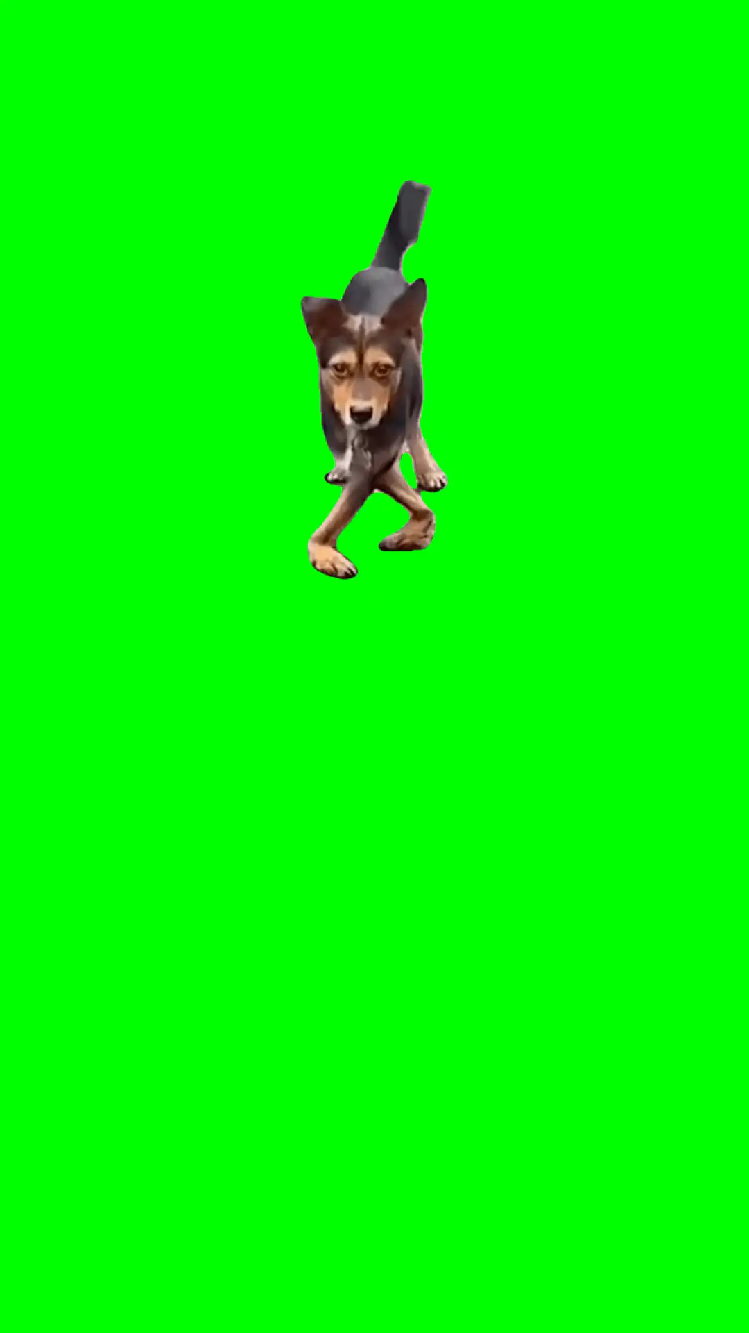Dog funny walking meme green screen