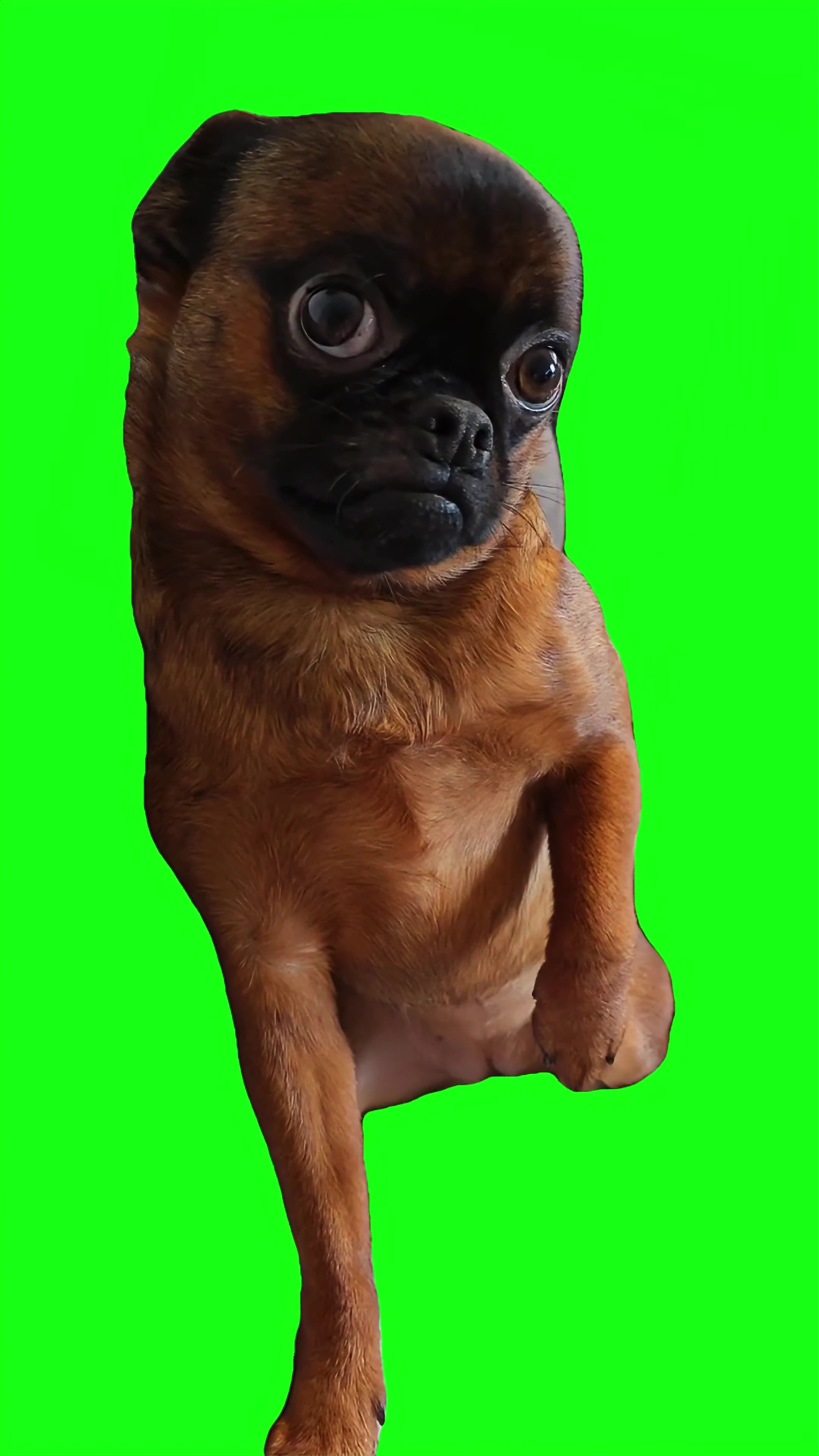 Dog giving a sus look Meme Green Screen