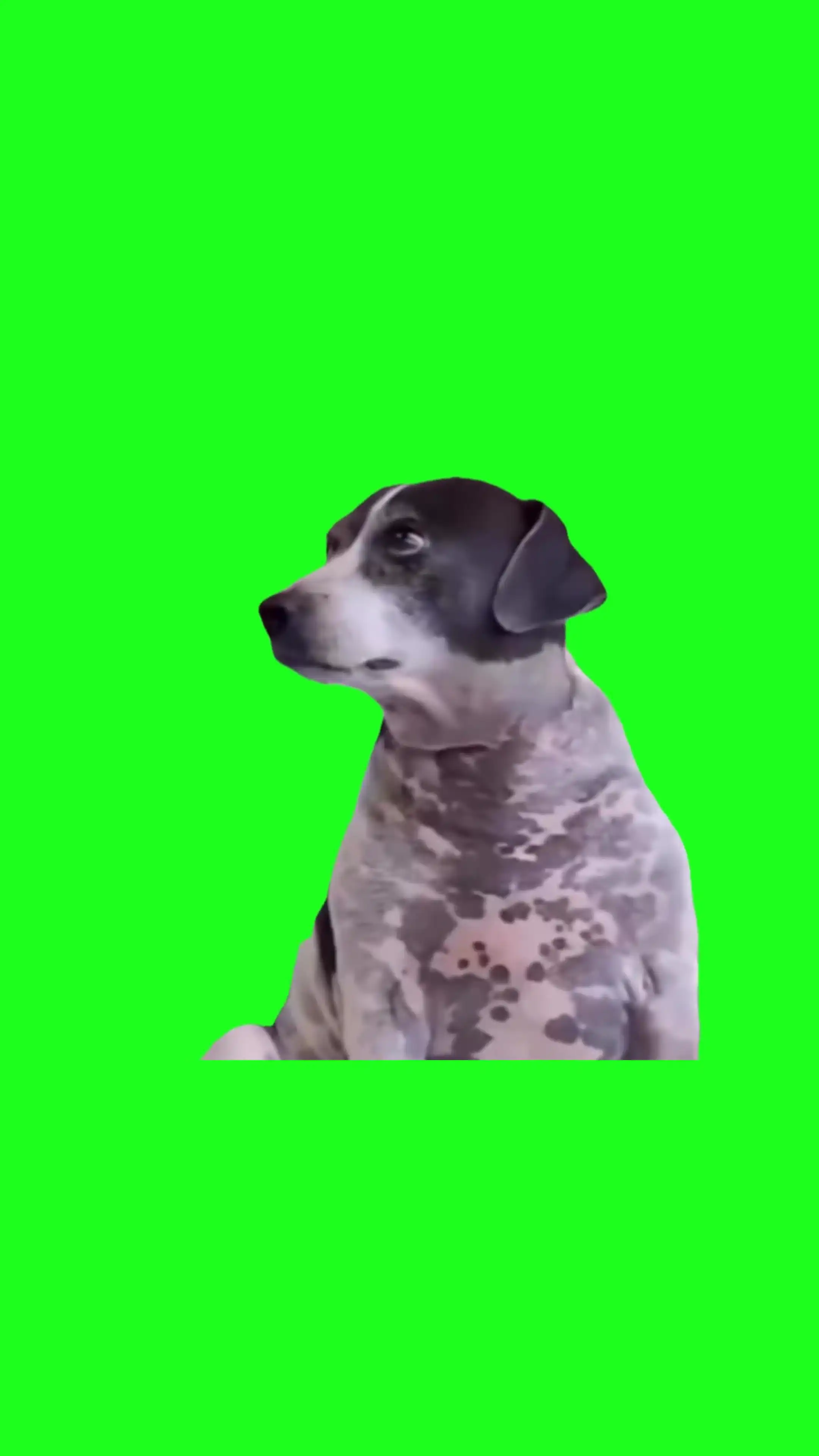 Dog giving judging look Green Screen Meme