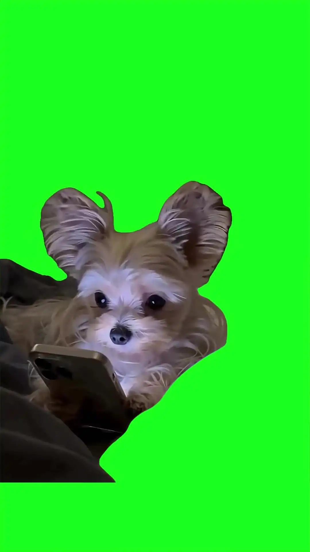 Dog hides phone Green Screen Meme