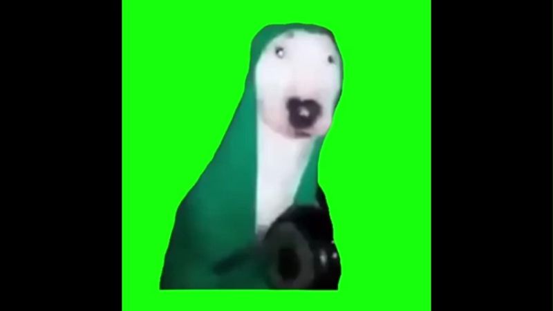 Dog Hitting Pan Green Screen Memes Video