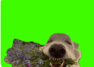 Dog holding flowers meme Green Screen