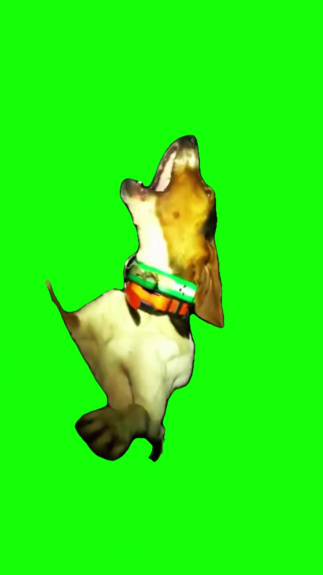 Dog howling meme Green Screen