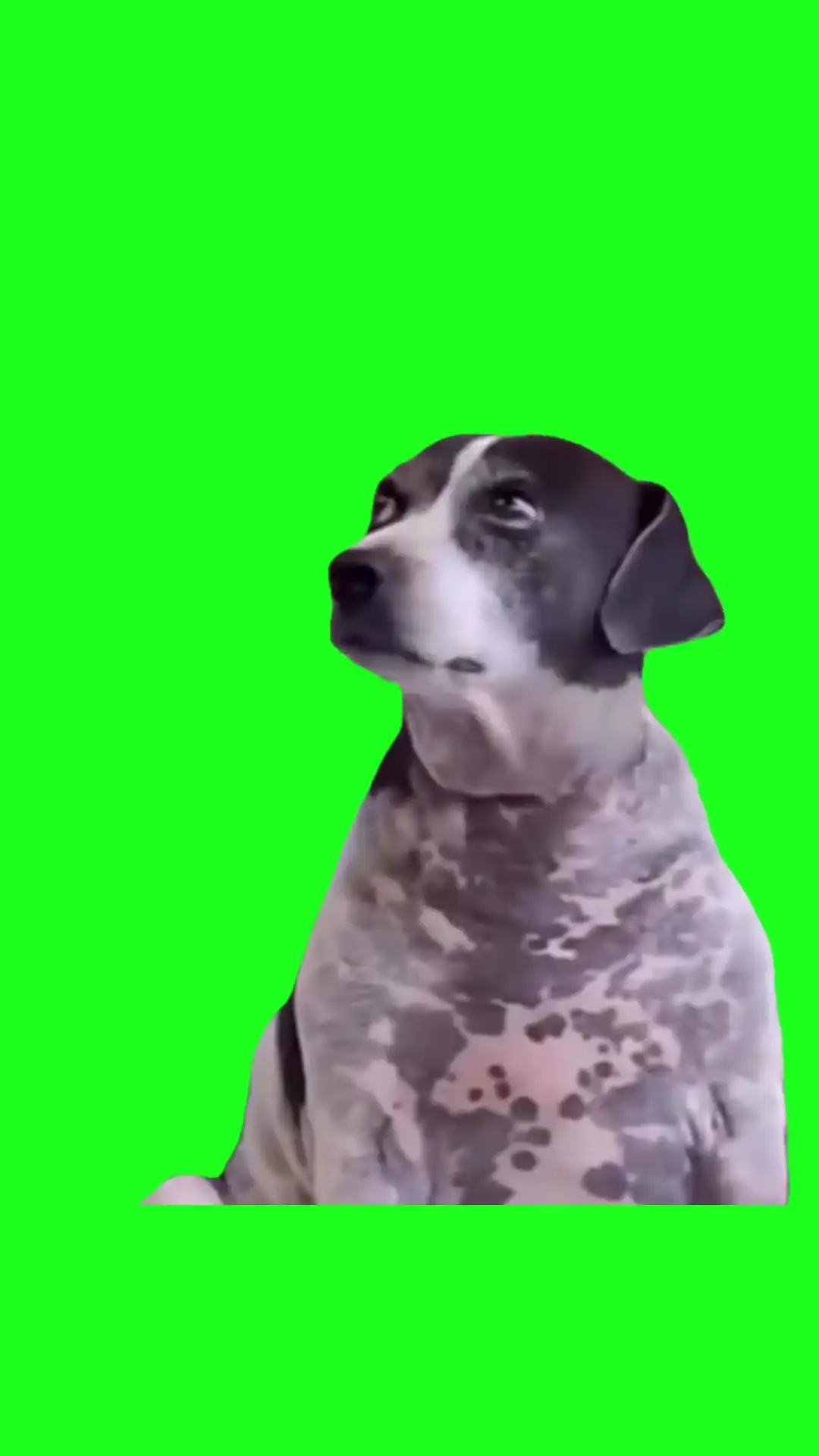 Dog judge look Green Screen Meme