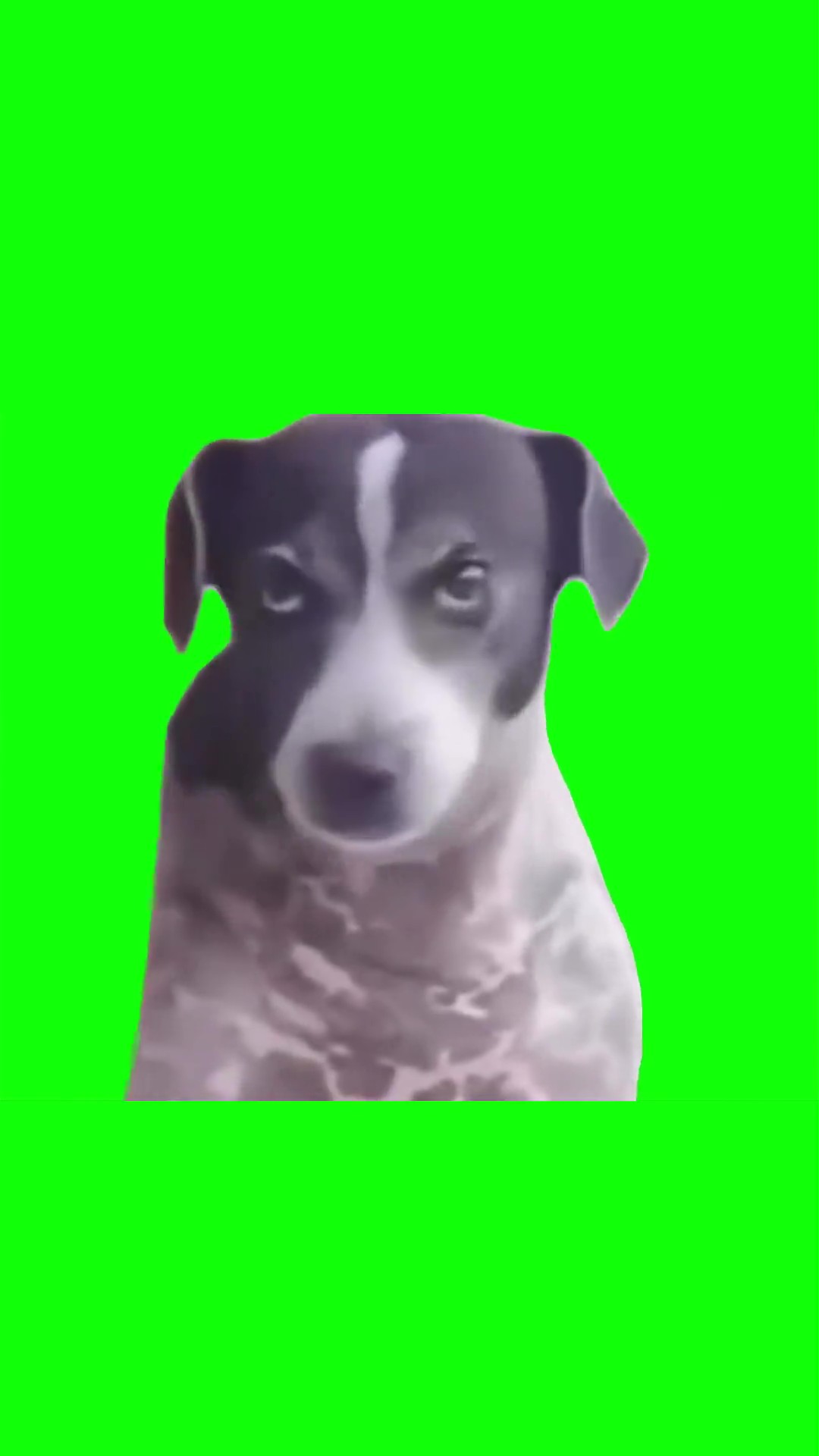 Dog judging down Green Screen Meme