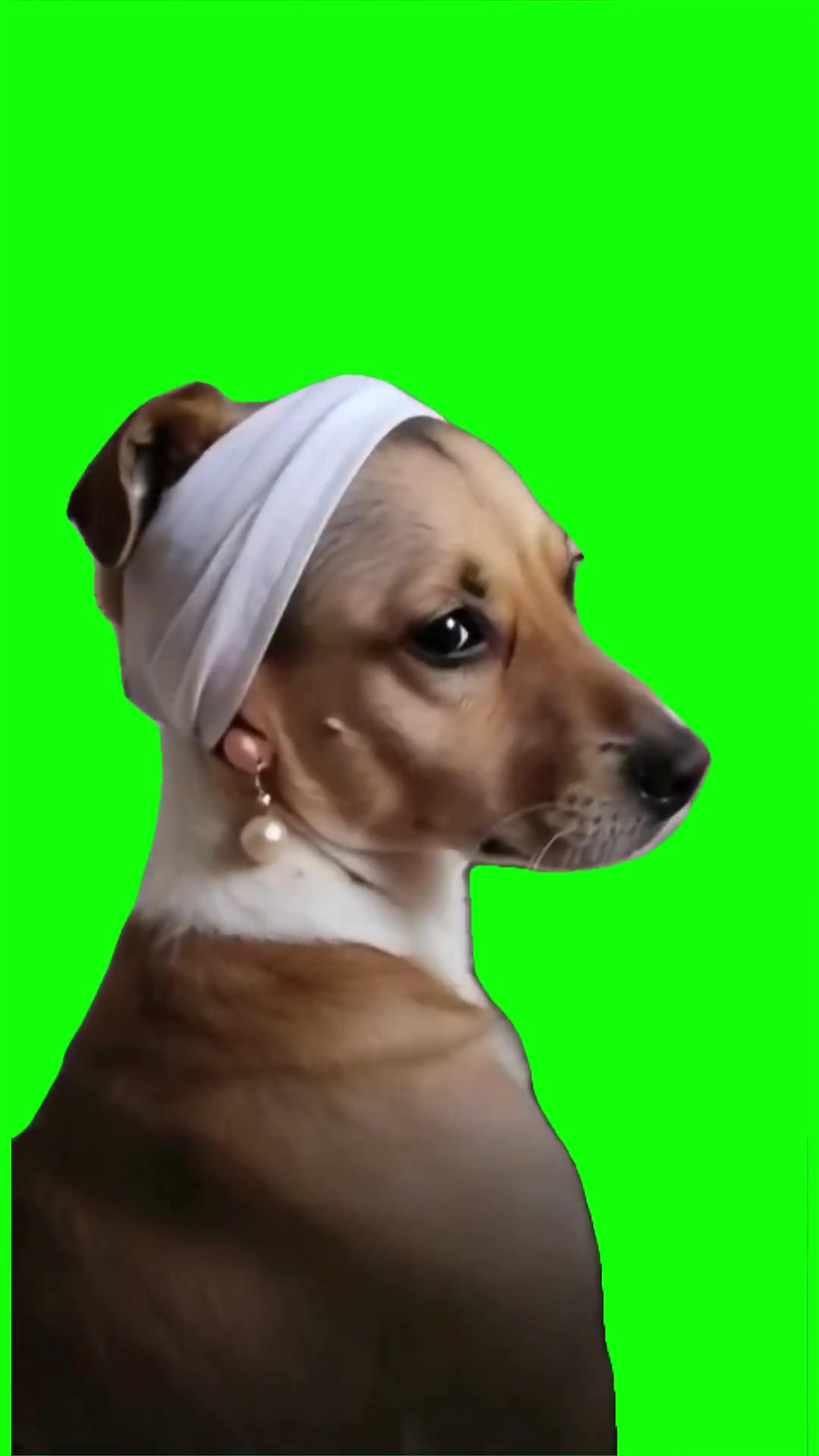 Dog looking back Green Screen Meme