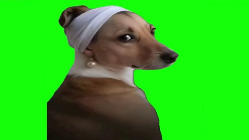Dog Looking Back Green Screen Memes
