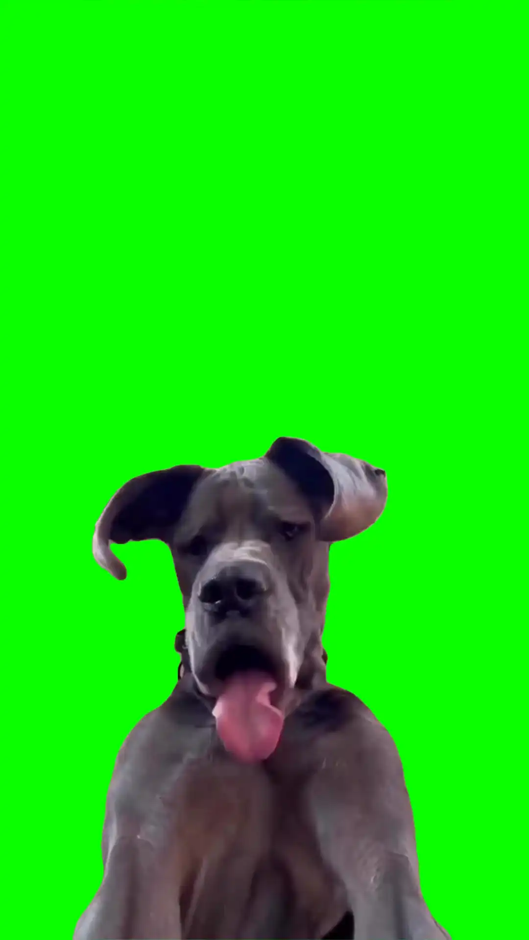 Dog looking down meme green screen