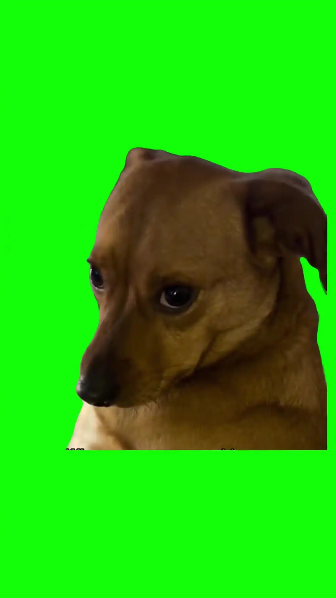 Dog looking up guilty Green Screen Meme