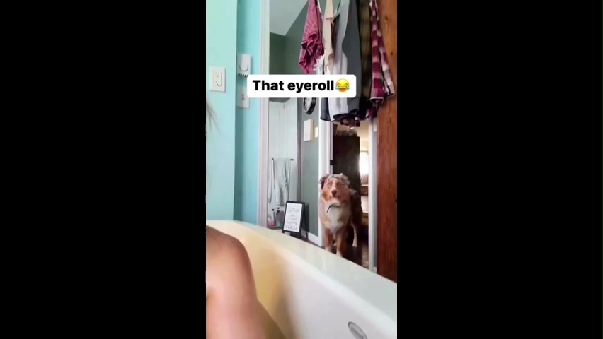 Dog Looking Up Memes
