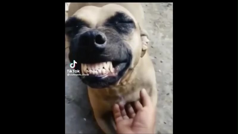 Dog Memes Download for TikTok Video Editing