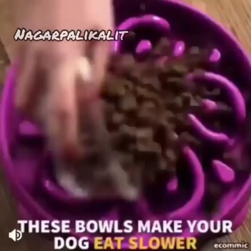 Dog Memes | Funny Dog Memes | Doggo Memes | Funny Videos | Comedy Video