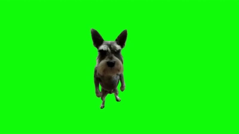 Dog Playing Guitar Green Screen Memes