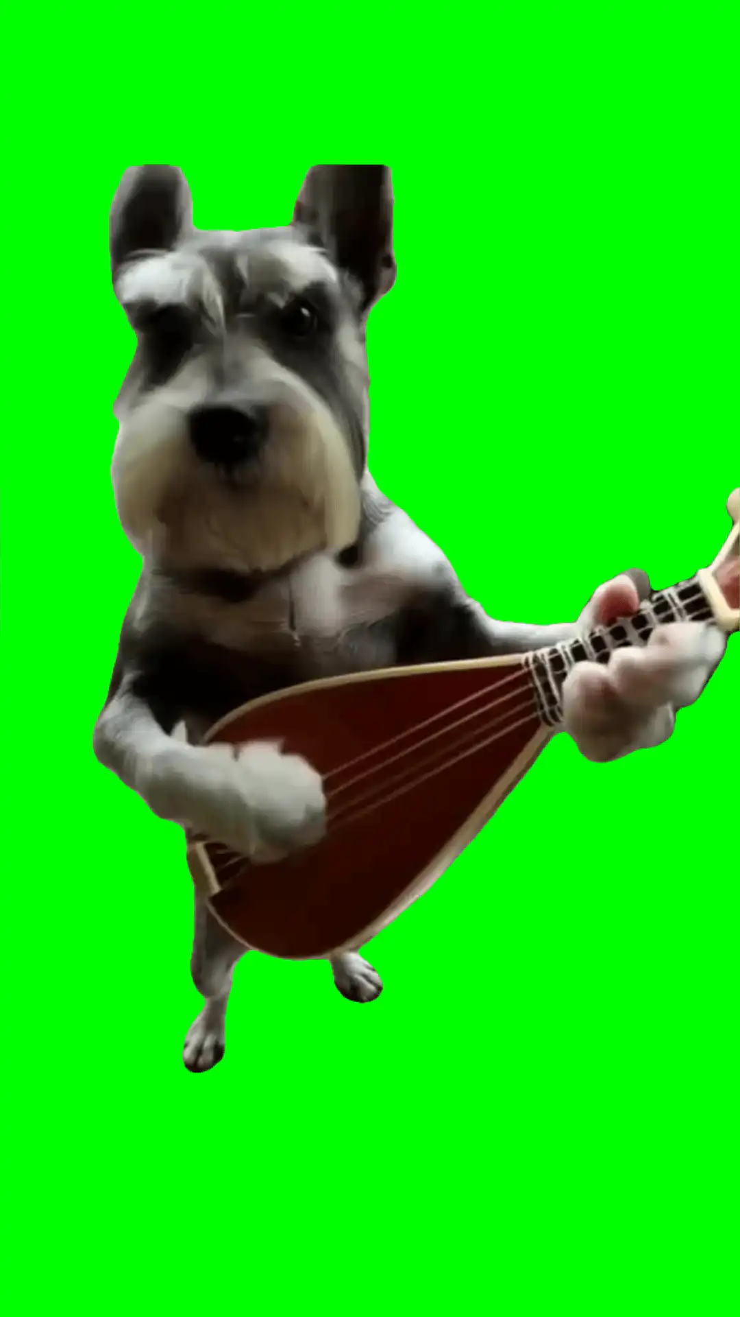 Dog playing guitar green screen
