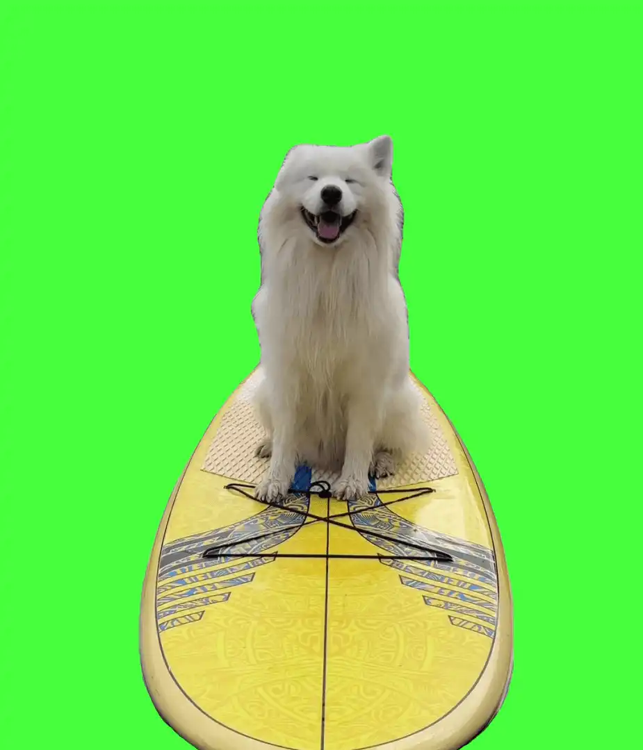 Dog Playing with ears meme green screen