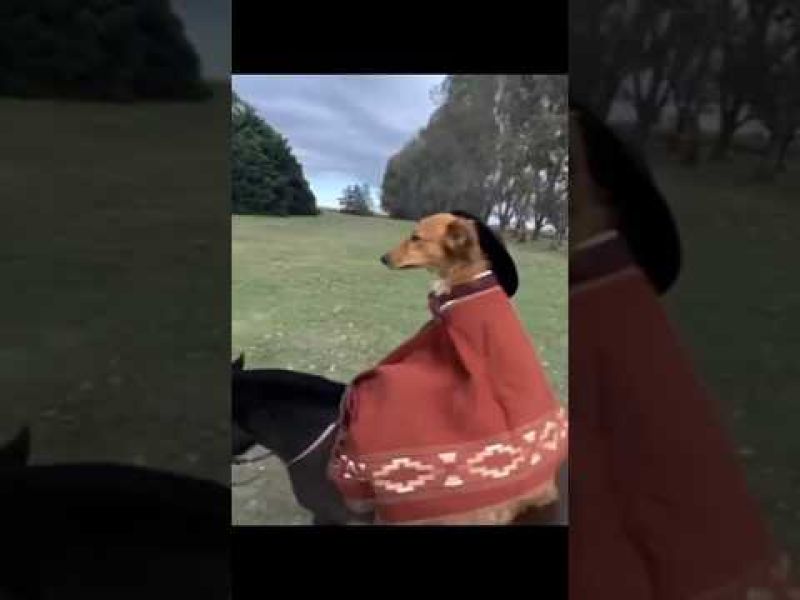 Dog Riding Meme