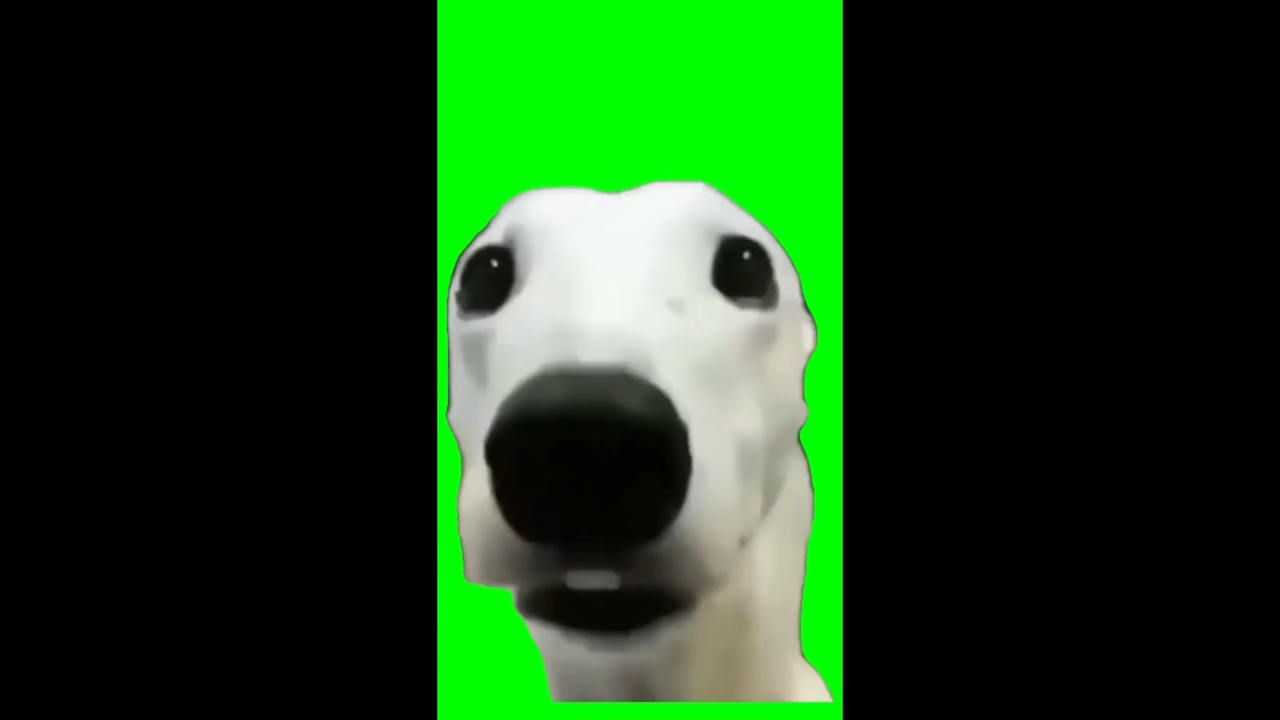 Dog Shivering Green Screen Meme