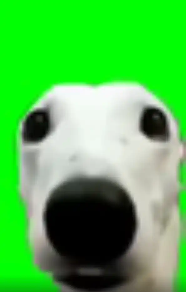 Dog Shivering Green Screen