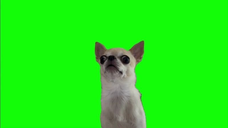 Dog Shocked Green Screen Memes