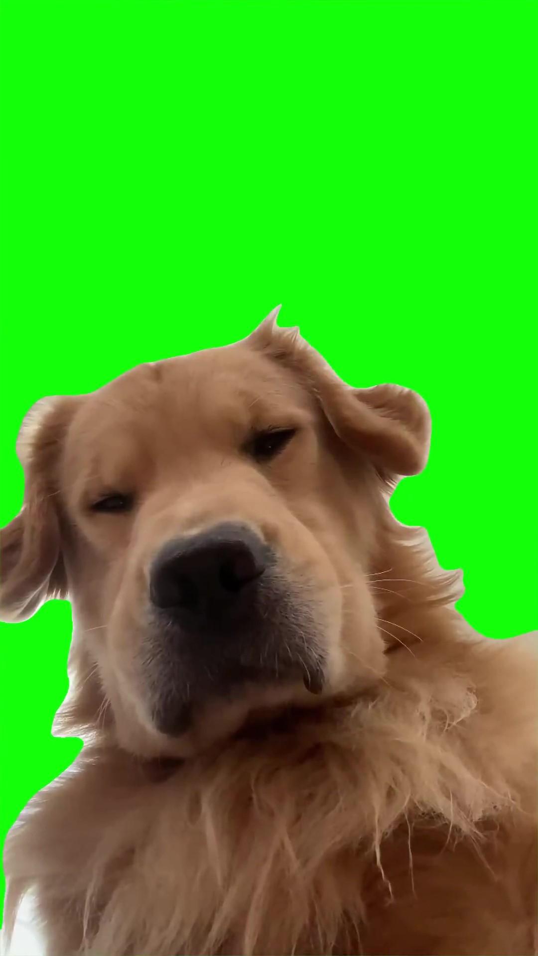Dog sighs Green Screen Meme