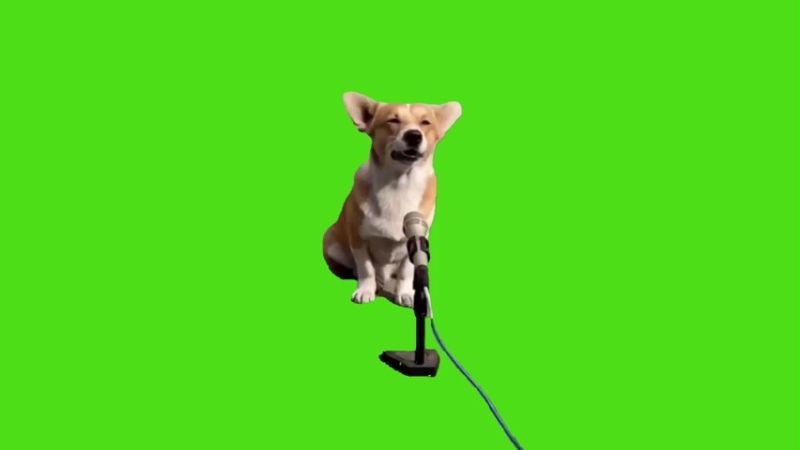 Dog Sing At Microphone Green Screen Memes