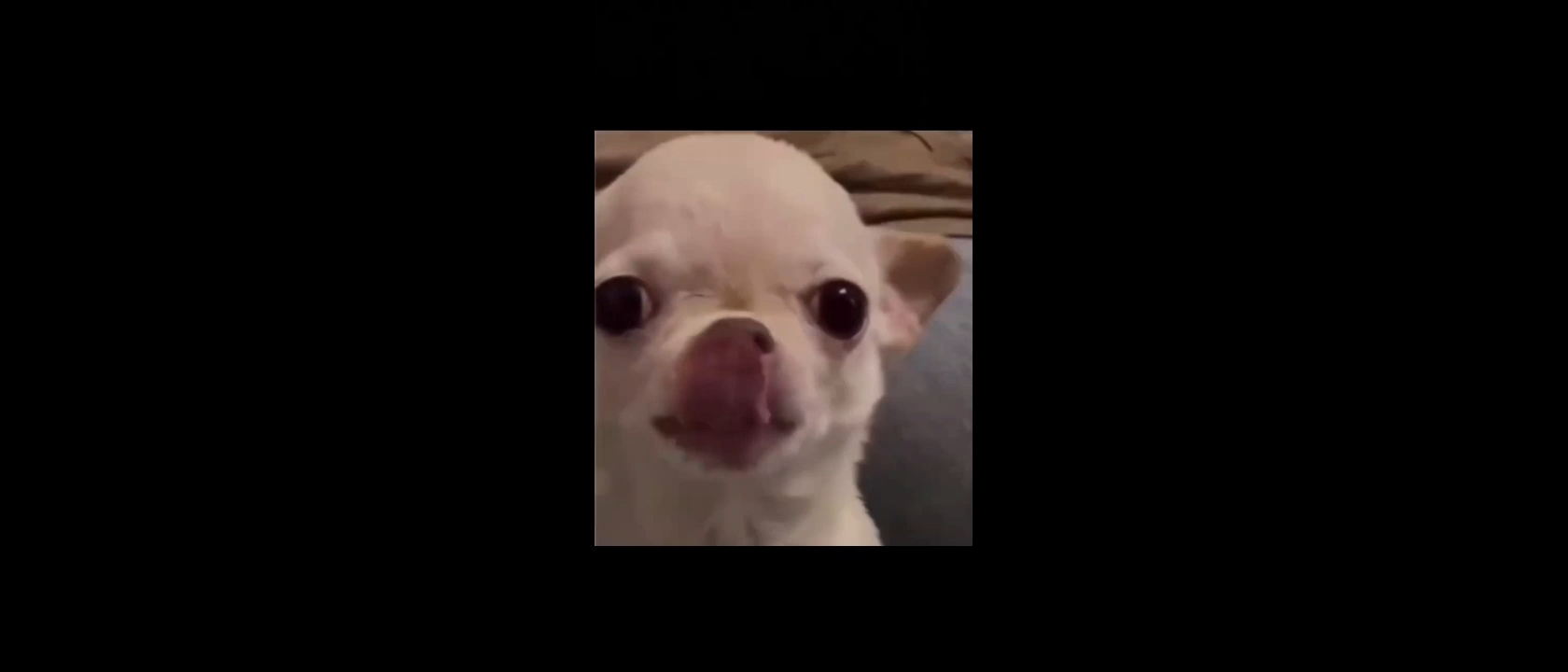 Dog Smile Meme Video