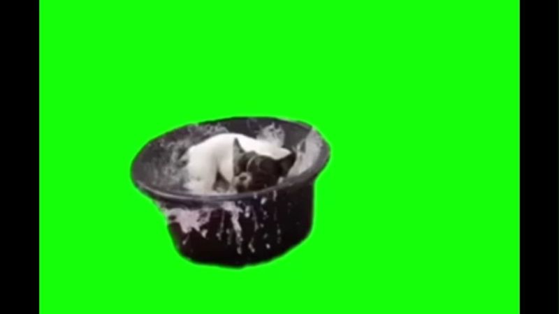 Dog Splashing In The Pool Green Screen Memes