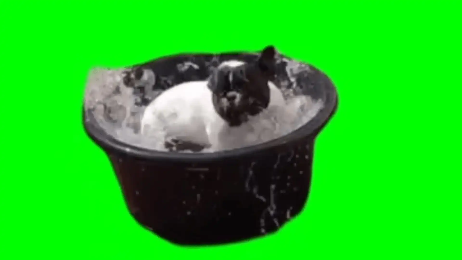 Dog splashing in the pool green screen