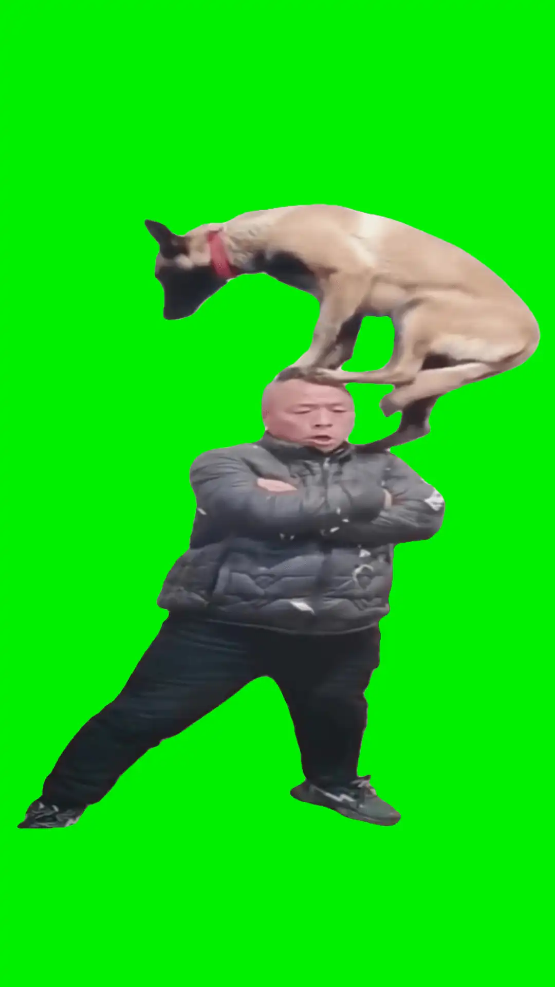 Dog standing on top of man meme green screen