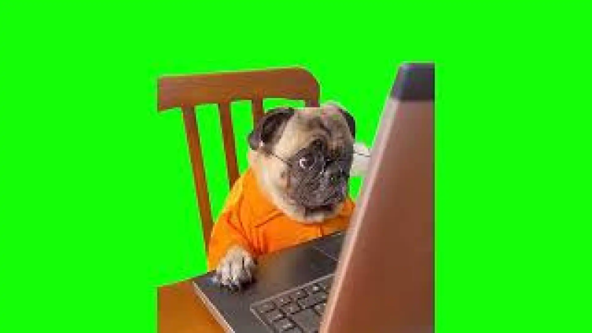 Dog Staring at Computer Meme Green screen
