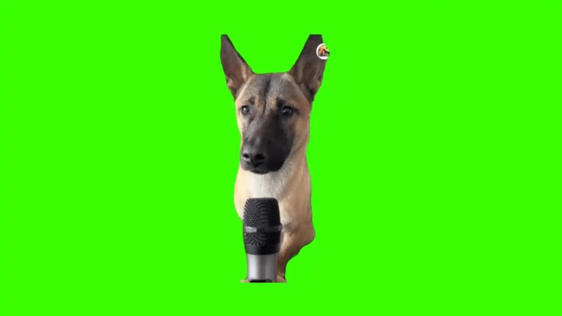Dog talking into microphone green screen