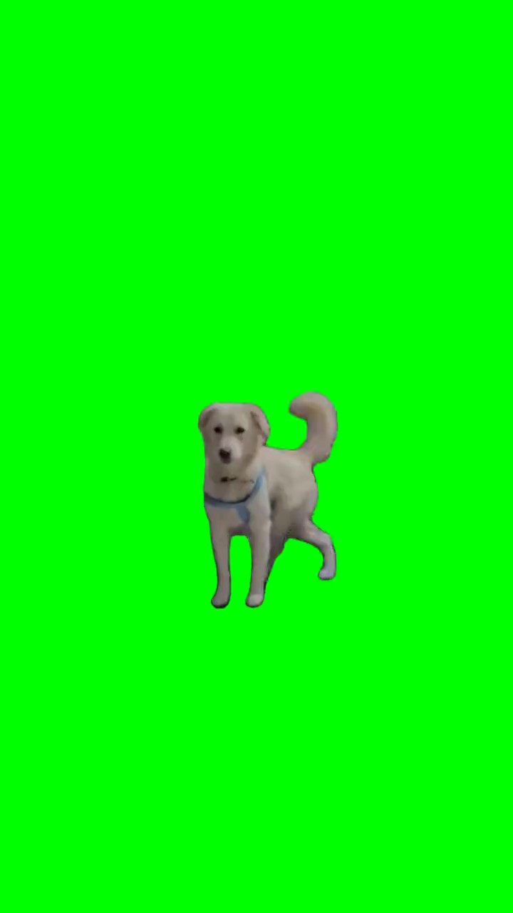 Dog walking on back feet Green Screen