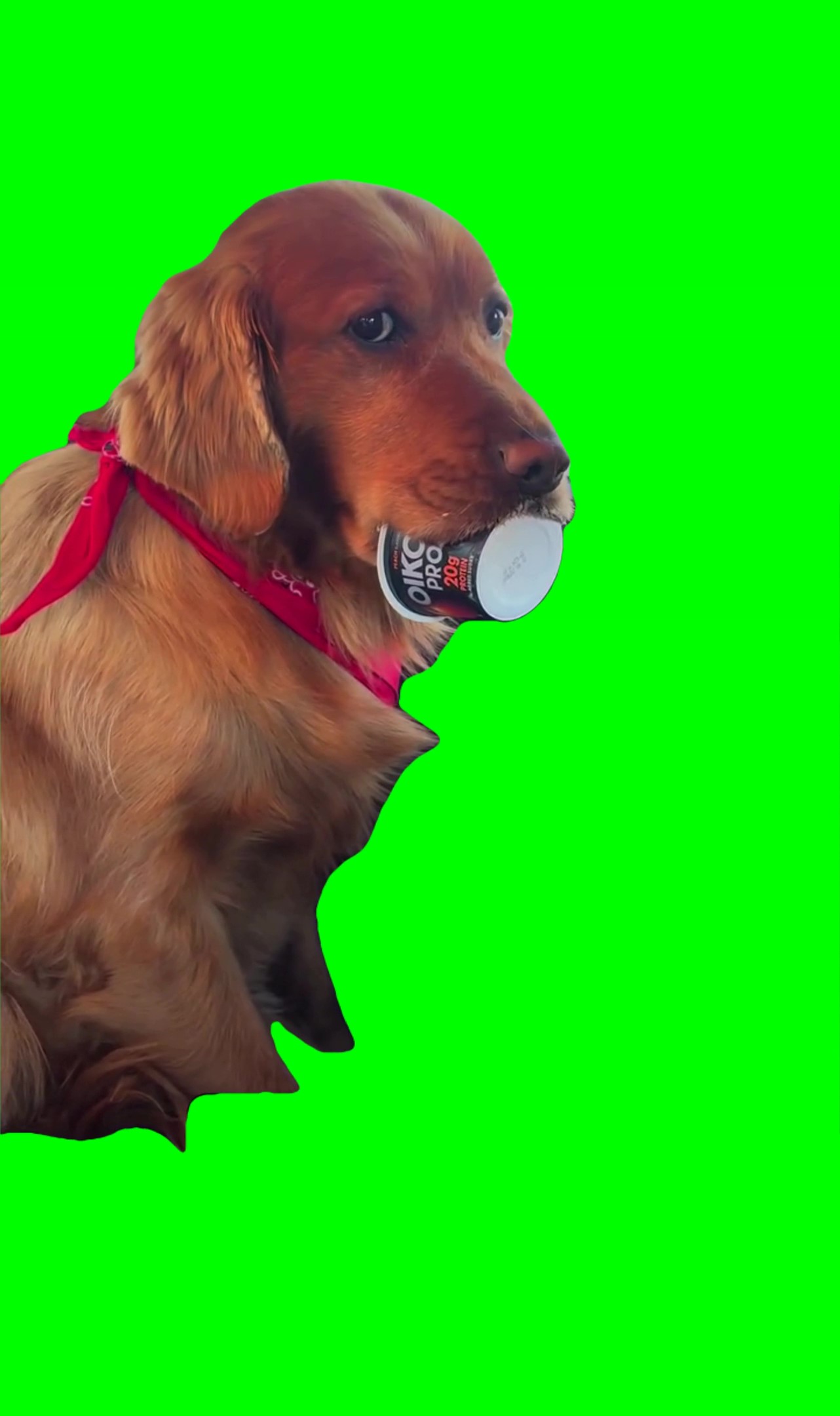 Dog with bowl in his mouth Green Screen