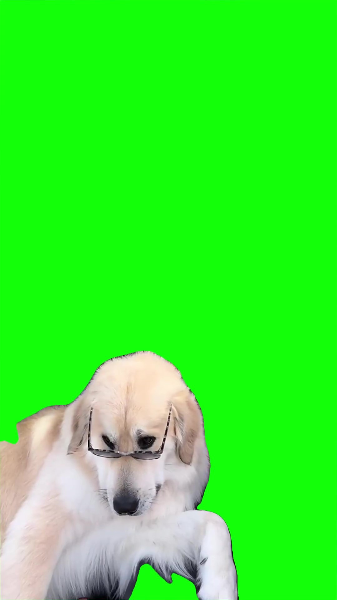 Dog with glasses looking Green Screen Meme