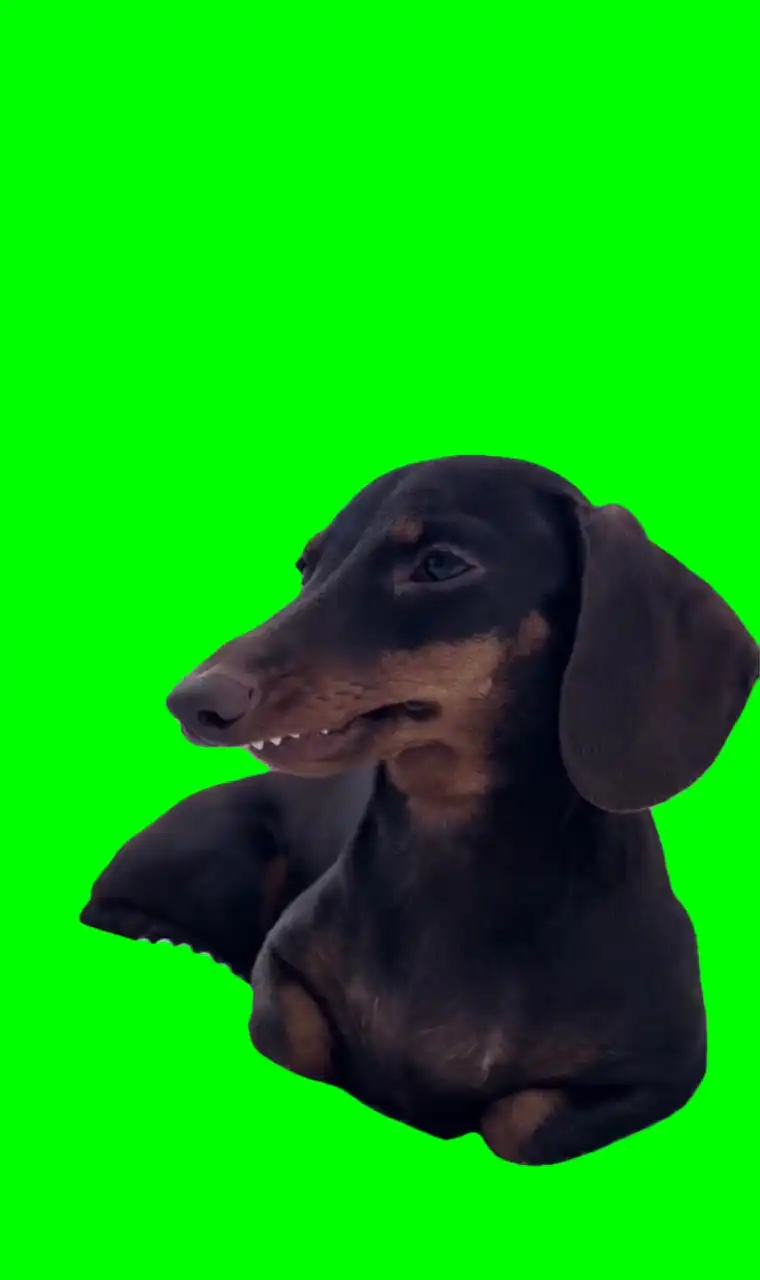 Dog with long face Meme Green Screen