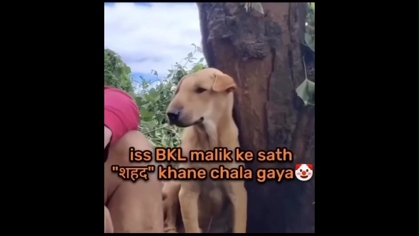 Dogesh Funny Memes