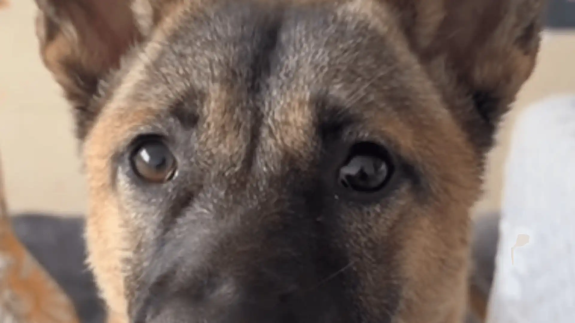 Dogs Echo sounds meme