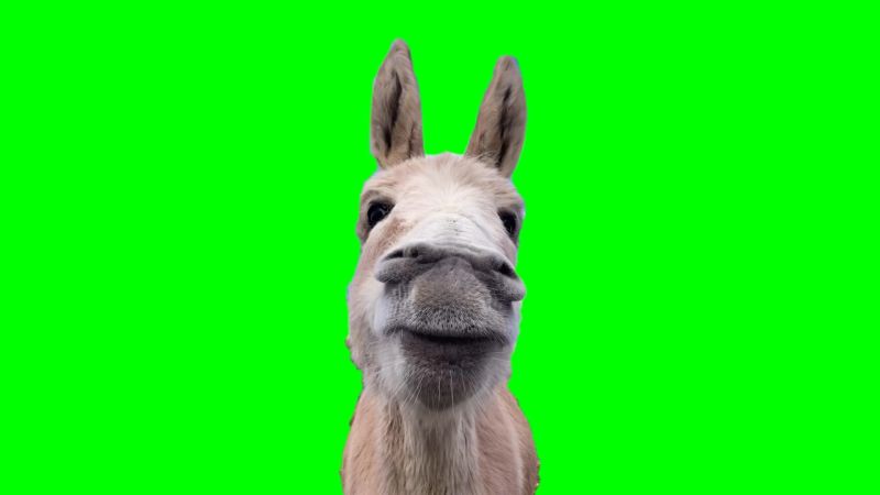 Donkey Eating Green Screen Meme Template