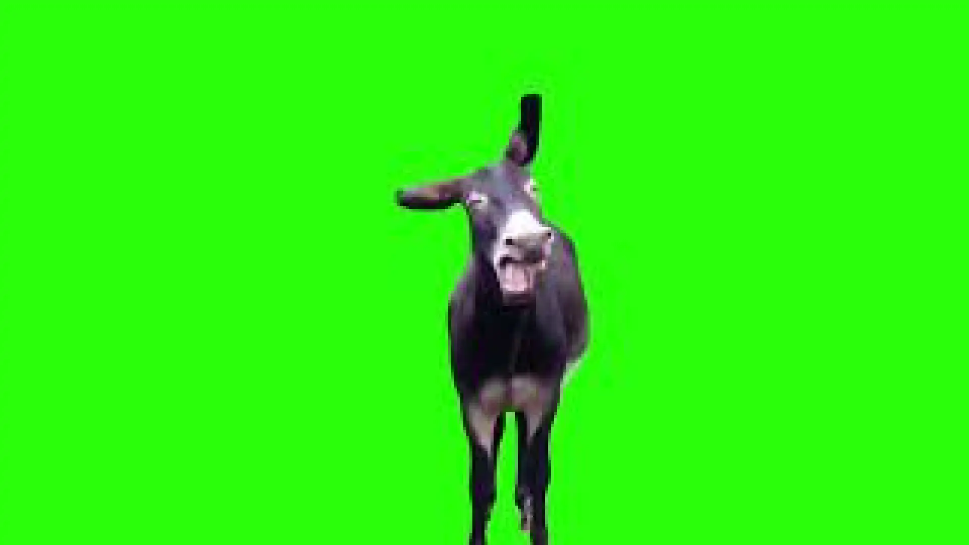 donkey laughing meme Green screen