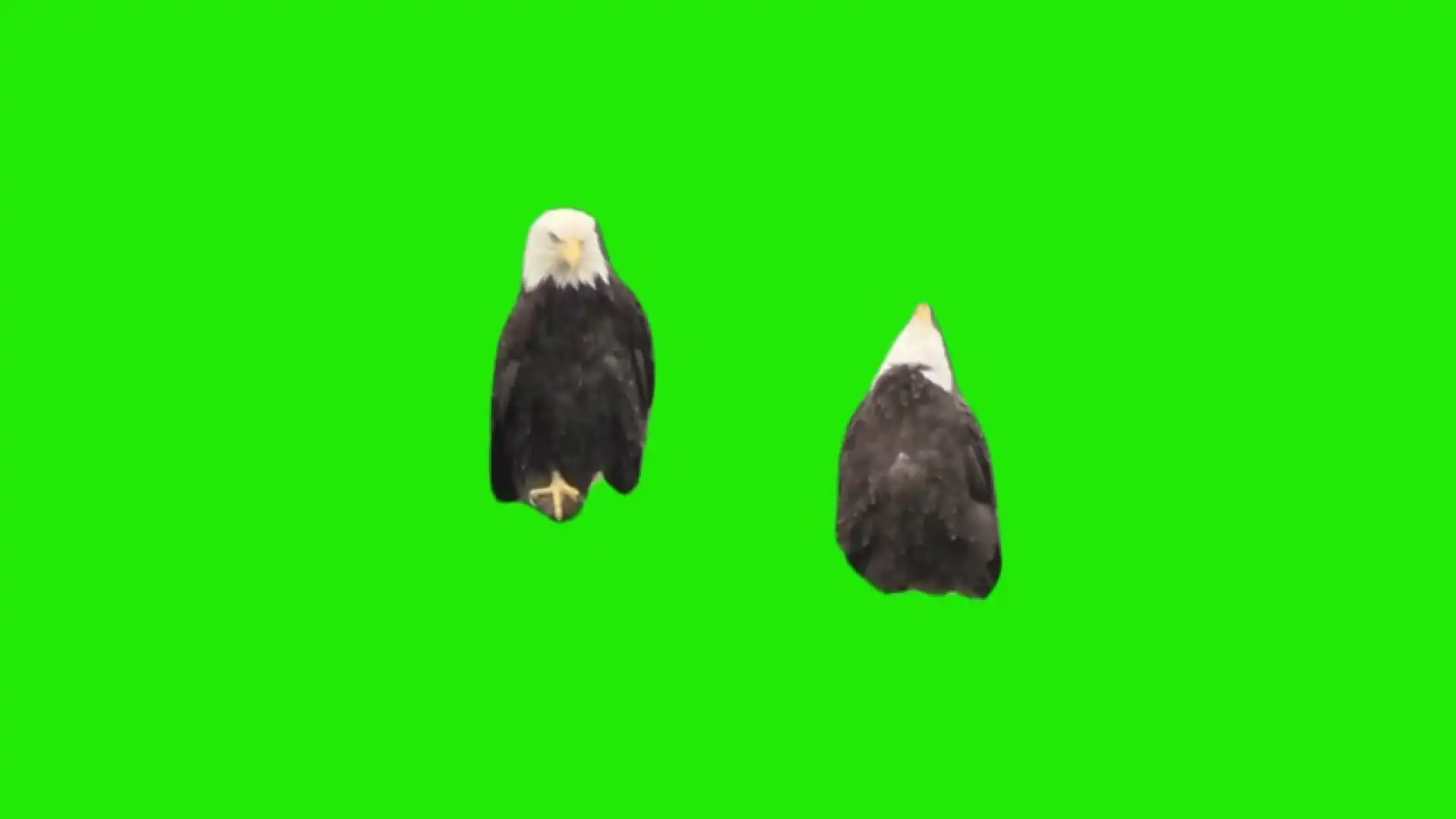 Eagles emphasizing with wings meme green screen