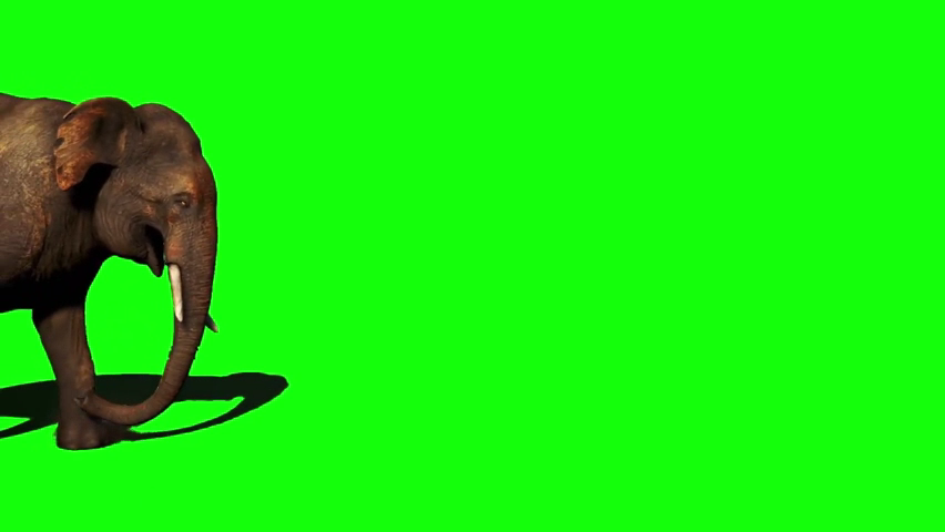 Elephant Green Screen Memes