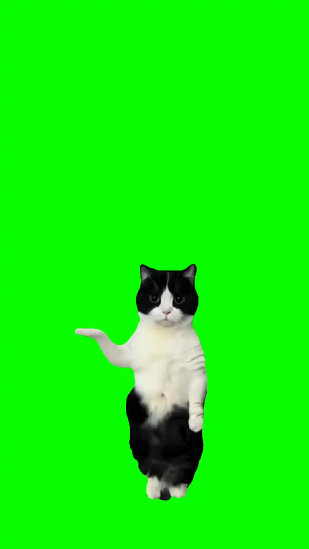 Este cat dance meme green screen
