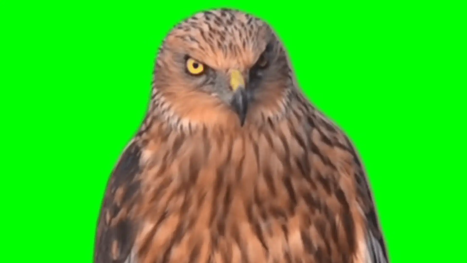 Evil looking bird meme green screen