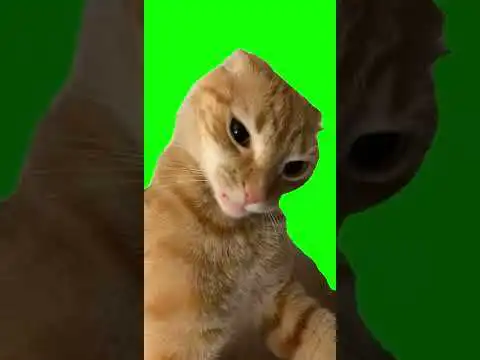 Eyebrow Cat Vine Boom Green Screen