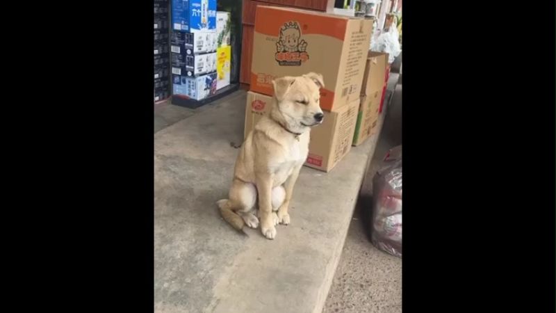 Falling asleep Dog falls over Funny Memes Video