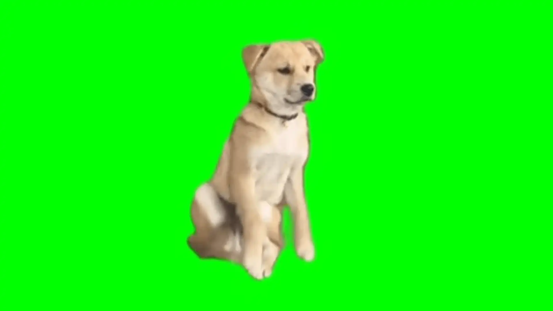 Falling asleep Dog falls over green screen template